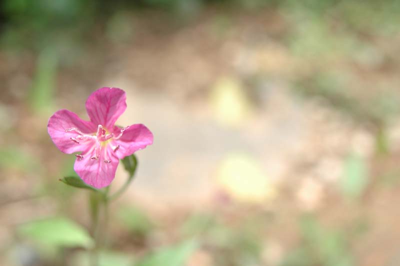 DSC_5526