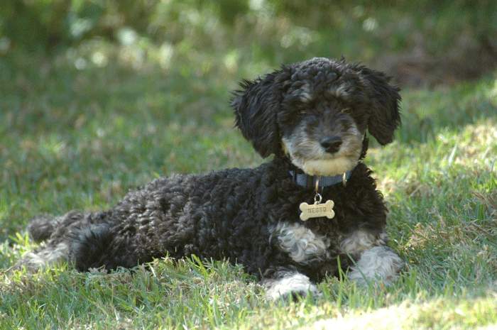 Negrito 600mm