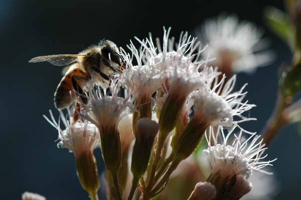 Abeja