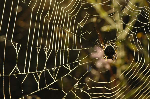 Ara&ntilde;a