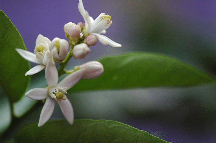 f/3.3
