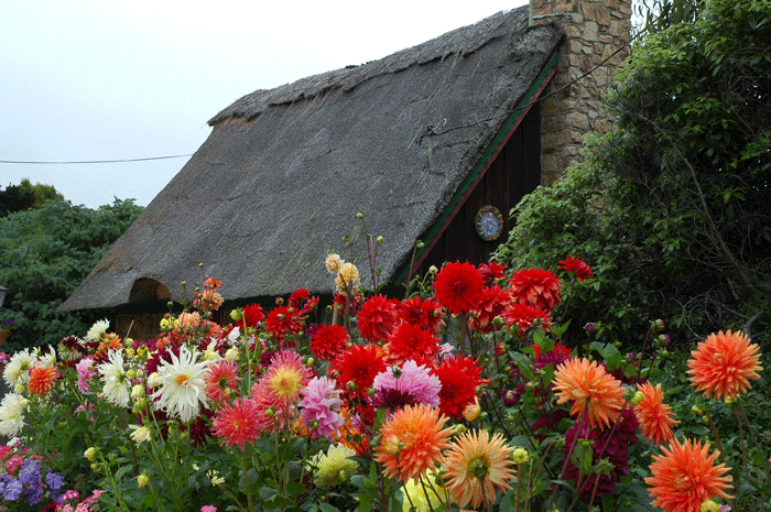 Casa y Flores