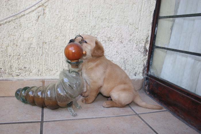 Perro y perro de cristal
