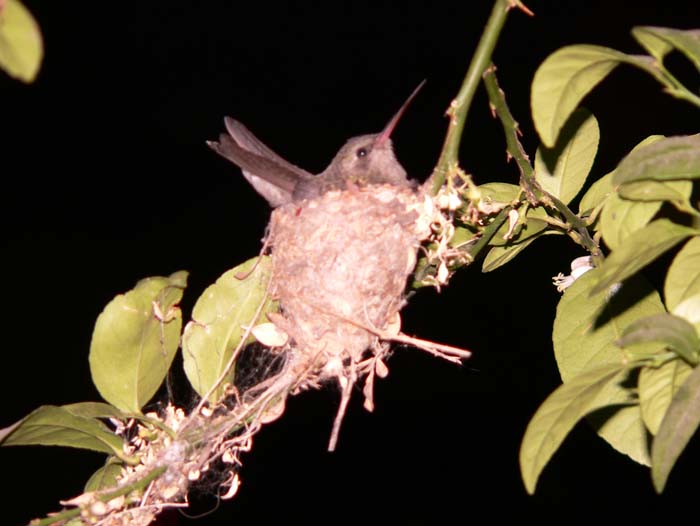colibri noche