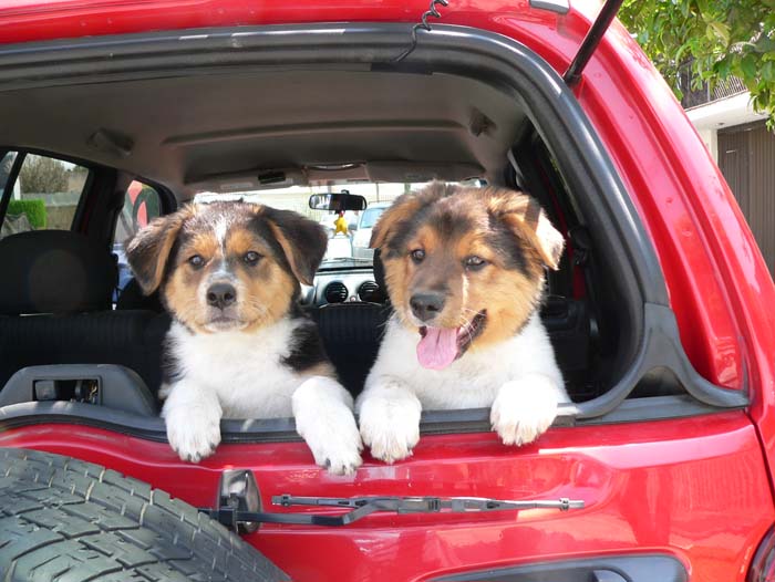 perros