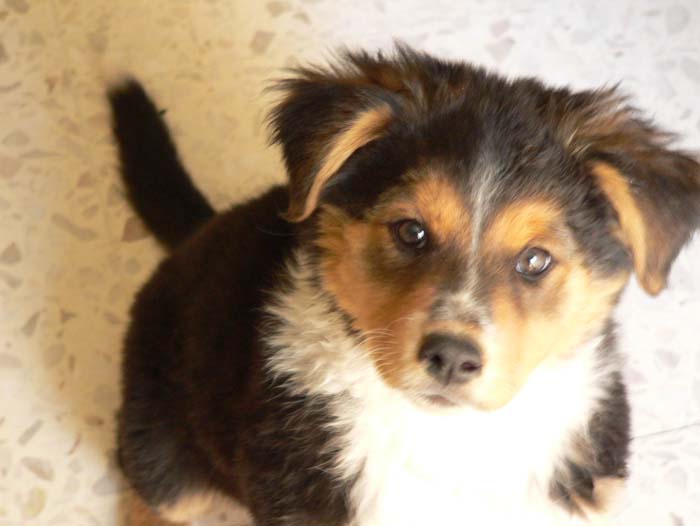 Perrito
