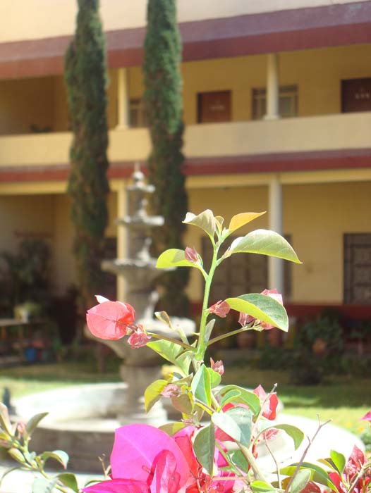 Fuente y flor