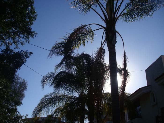 Palmeras