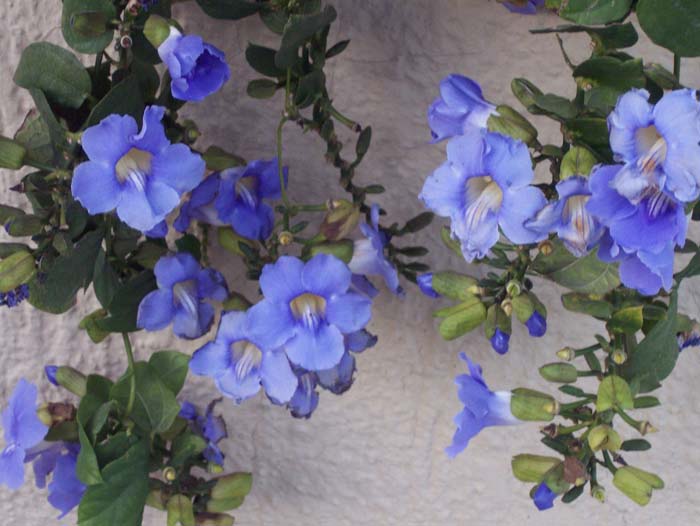 flores