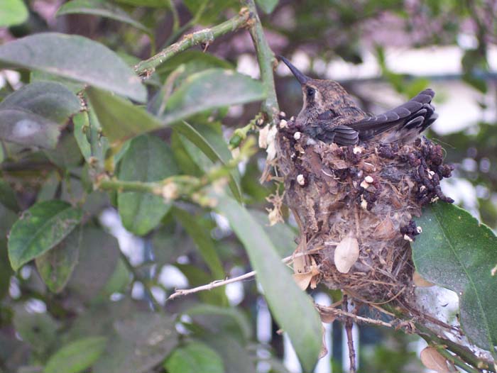 Colibri