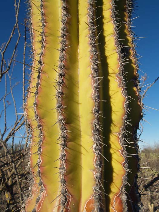Cactus