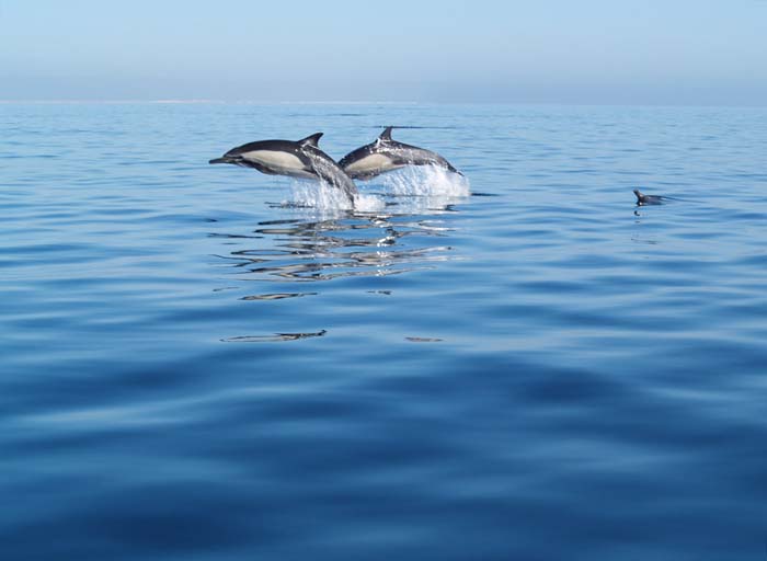 Delfines