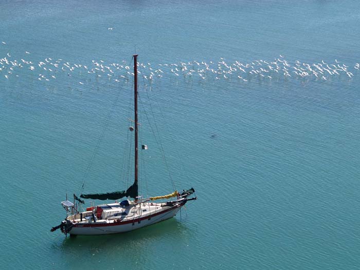 Velero