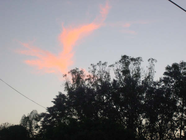 Pájaro de fuego