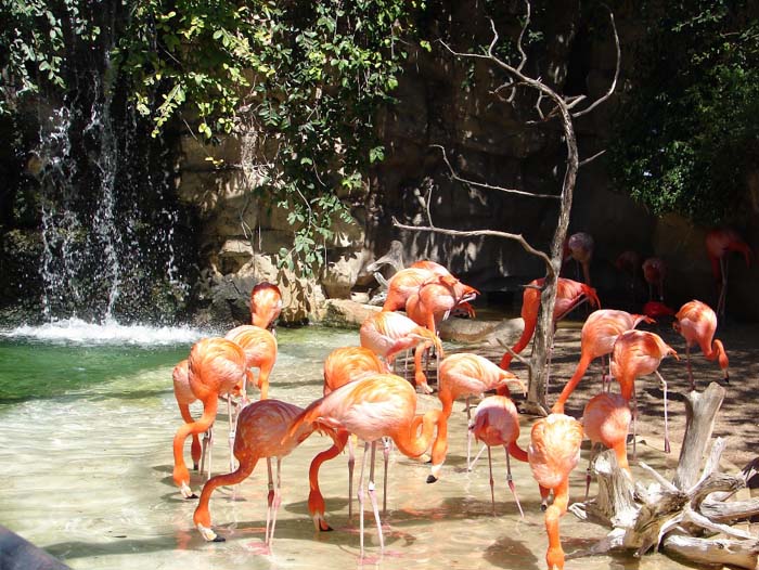 Flamingos