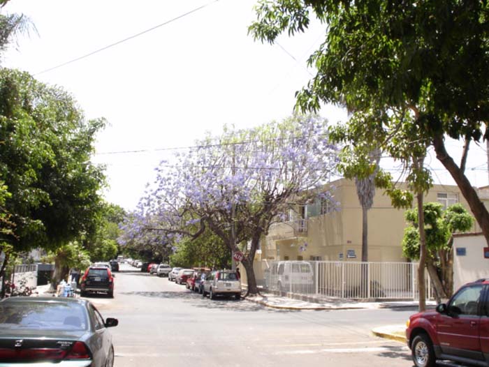 Jacaranda