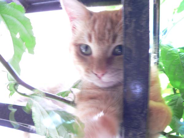 Gatito