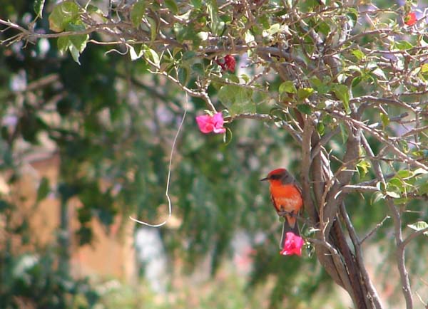 Pirocepahlus